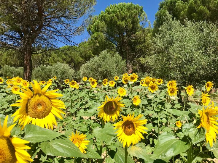 Un campo di girasoli fioriti con alberi verdi ai bordi, sotto un cielo sereno.