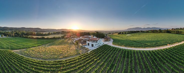 Vineyards at sunset surrounding a rustic farmhouse.