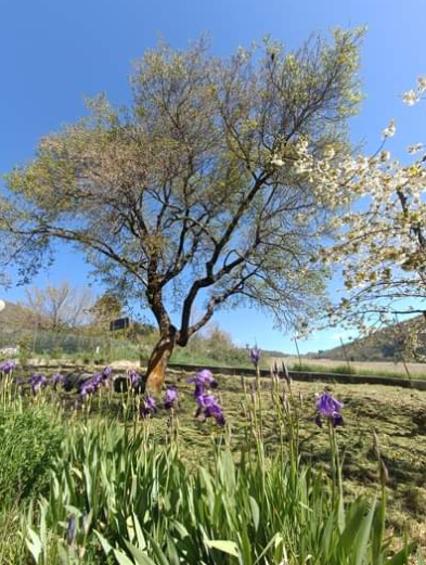 Un albero fiorito con fiori bianchi e iris colorati, visibile sotto un cielo sereno.