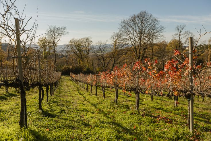 Vignobles d'automne montrant des couleurs vives dans la paisible campagne ombrienne.