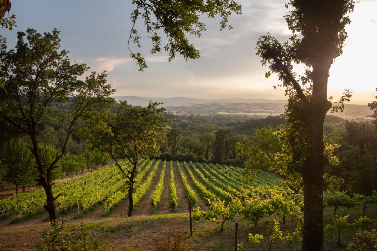 Un vignoble ombrien paisible entouré de collines verdoyantes, baigné par une lumière chaude au coucher du soleil avec des nuages dans le ciel.