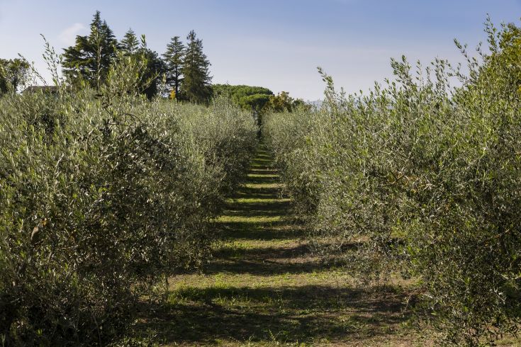 Allée à travers un champ d'oliviers par une journée ensoleillée, représentant la campagne ombrienne.