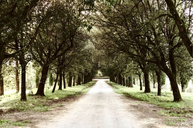 A country road surrounded by trees, winding through a natural setting.