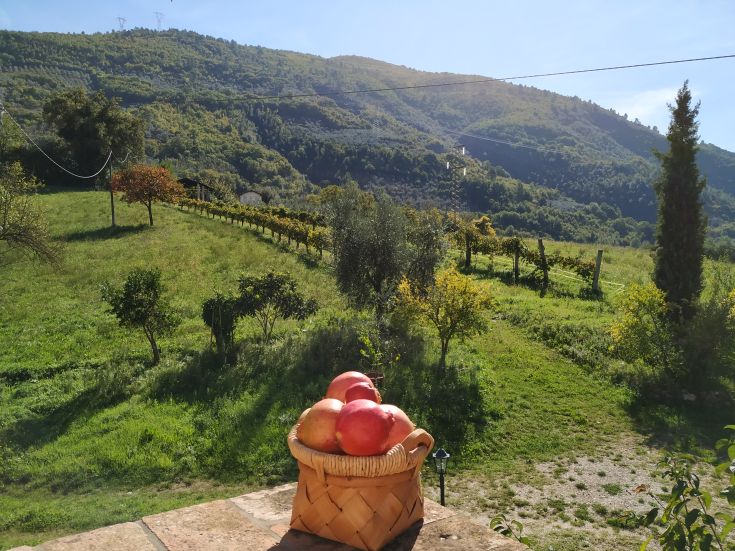 A basket of fresh apples on a table with a backdrop of green hills.