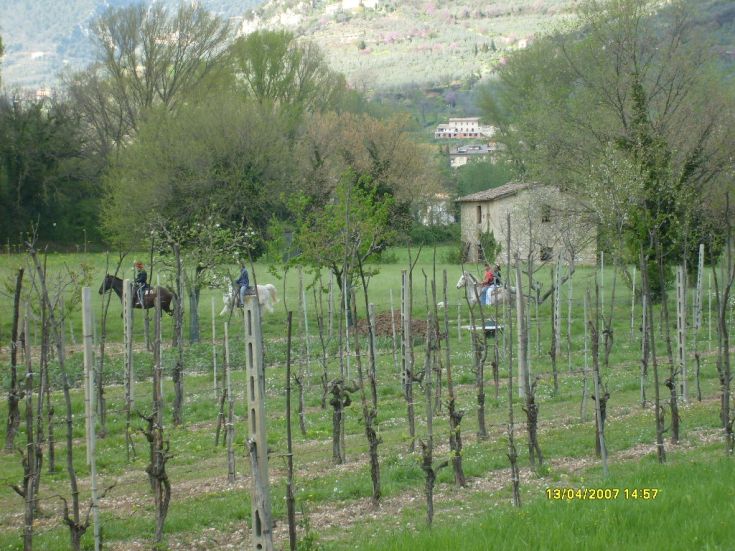 Knights on horseback move through a vineyard surrounded by green hills.
