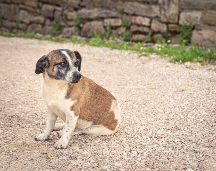 Cagnolino seduto su una strada in pietra, immerso in un ambiente naturale.