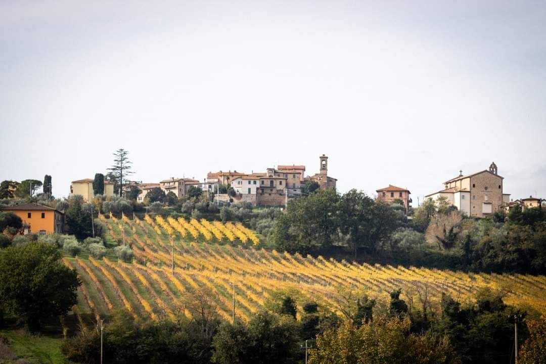 I vigneti in autunno