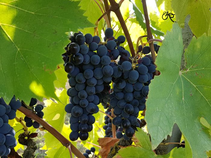 Grappoli d'uva Sangiovese