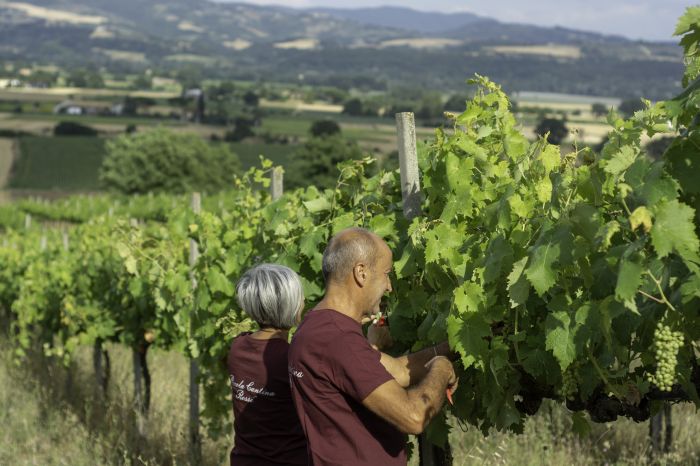 Gianpiero Rossi de la moglie Paola lavorano nei vigneti