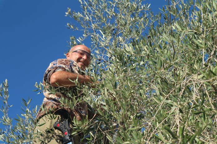 La raccolta delle olive