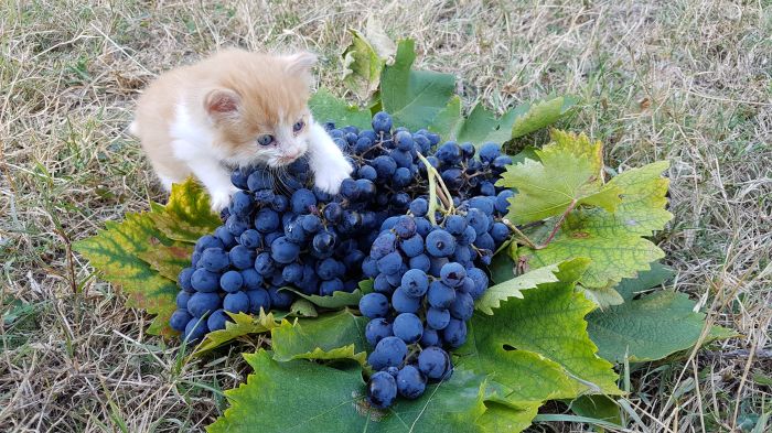 Gli amici animali della Piccola Cantina Rossi