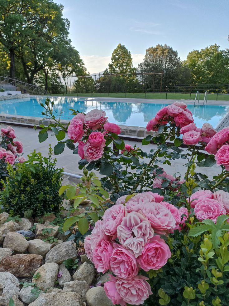 Blooming roses in a garden with a pool in the background, surrounded by trees and lush vegetation.