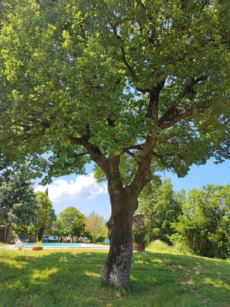 Dimora Quercia vi offre un parco giardino con la Quercia secolare, ulivi e angoli fioriti che affacciano sul panorama con sullo sfondo i Monti Sibillini e Martani che circondano la valle umbra. Il paesaggio tipico dell'Umbria.