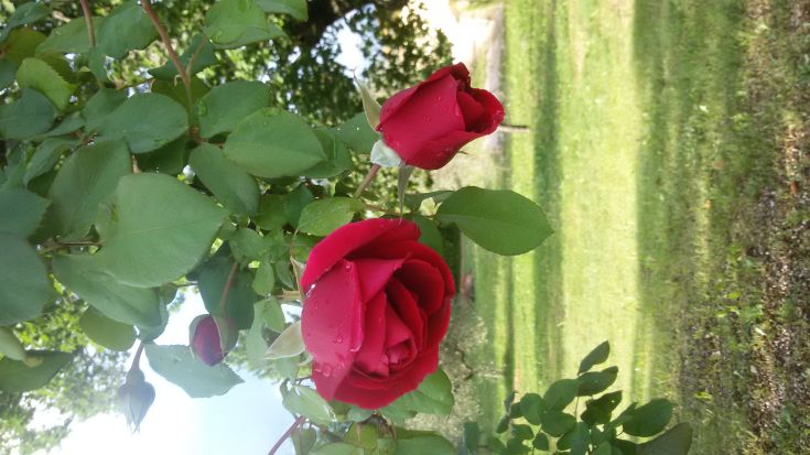 Dimora Quercia vi offre un parco giardino con la Quercia secolare, ulivi e angoli fioriti che affacciano sul panorama con sullo sfondo i Monti Sibillini e Martani che circondano la valle umbra. Il paesaggio tipico dell'Umbria.