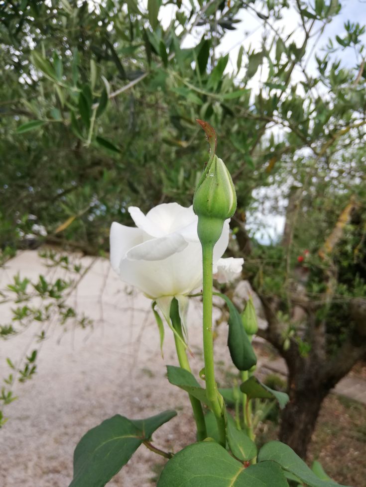 Dimora Quercia vi offre un parco giardino con la Quercia secolare, ulivi e angoli fioriti che affacciano sul panorama con sullo sfondo i Monti Sibillini e Martani che circondano la valle umbra. Il paesaggio tipico dell'Umbria.