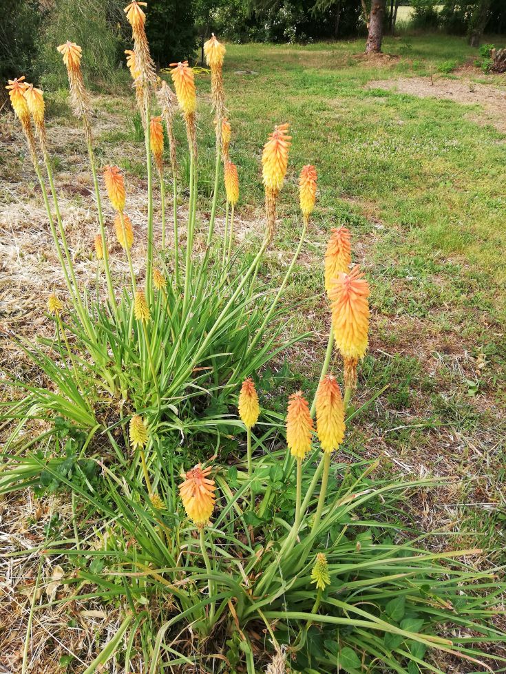 Dimora Quercia vi offre un parco giardino con la Quercia secolare, ulivi e angoli fioriti che affacciano sul panorama con sullo sfondo i Monti Sibillini e Martani che circondano la valle umbra. Il paesaggio tipico dell'Umbria.