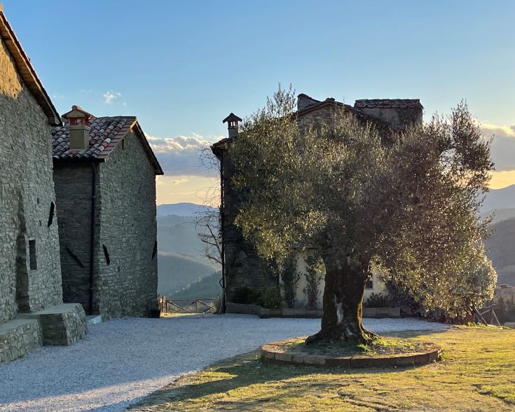 Szene der Valtiberina-Hügel, mit einem jahrhundertealten Olivenbaum, umgeben von traditionellen Bauernhäusern.
