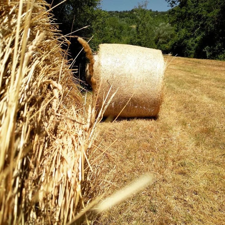 A hayroll in a sunlit meadow, surrounded by trees under a blue sky.