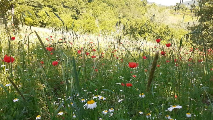 A wide field filled with red poppies and white daisies set in a calm natural environment.