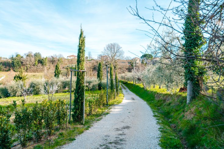 Ein Steinweg, umgeben von Olivenbäumen, in einer ruhigen natürlichen Umgebung.