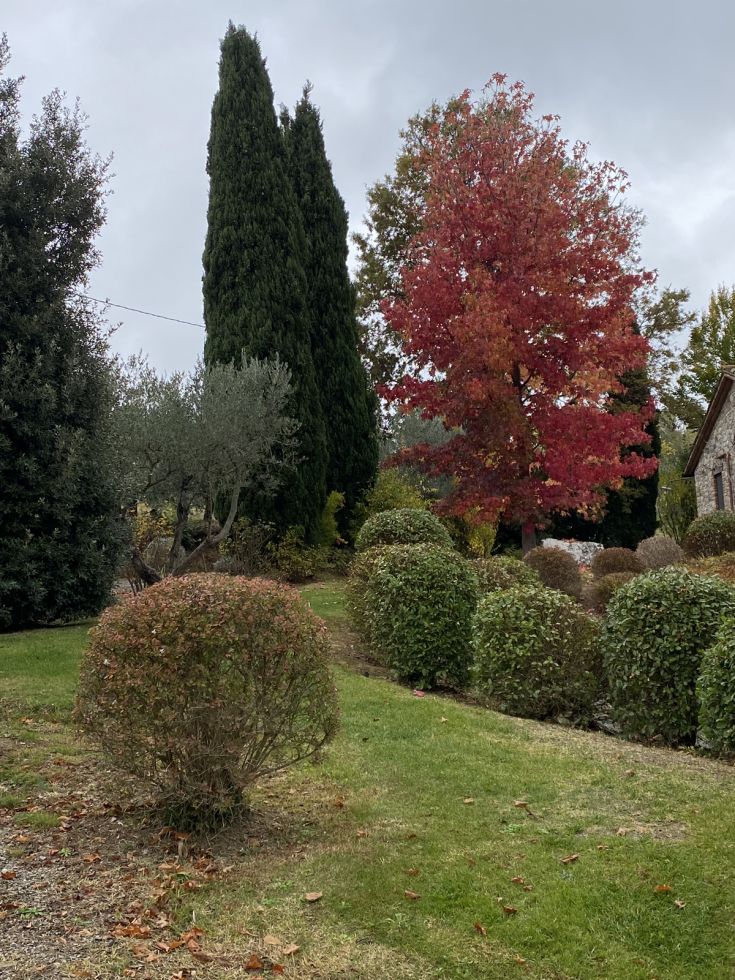 Ein Garten mit verschiedenen Baumarten, einschließlich Ahorn, an einem bewölkten Herbsttag mit lebendigen Farben.