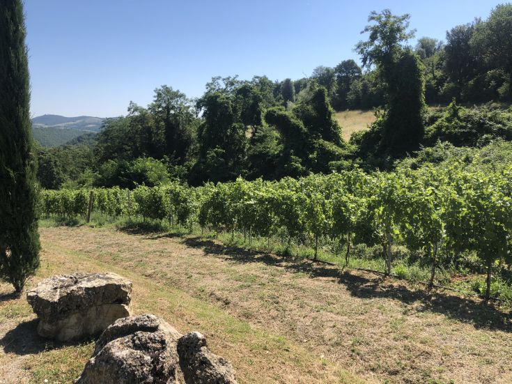 Üppige Weinberge erstrecken sich über sanfte Hügel, eingebettet in eine friedliche Naturlandschaft.