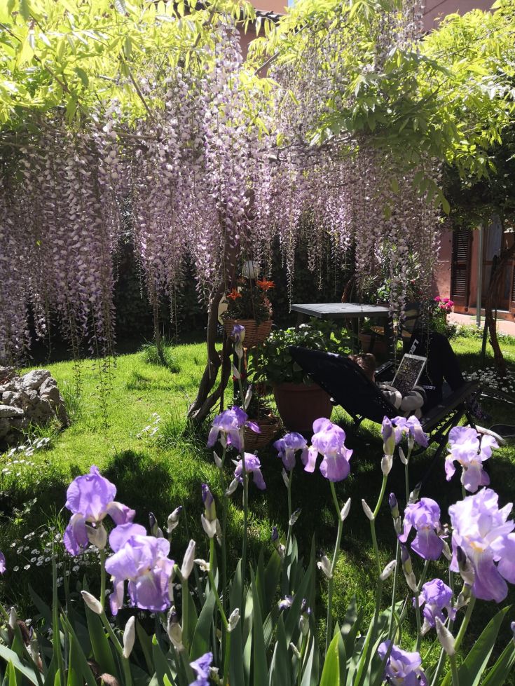 A peaceful garden with wisteria and iris plants, ideal for a relaxing break.