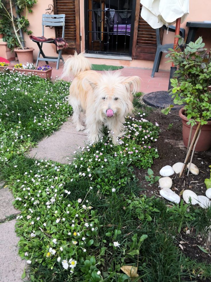 A playful dog is in a B&B garden, surrounded by plants and benches in a peaceful setting.