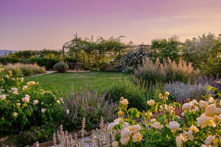 Giardino con rose bianche in fiore, immerso in un'atmosfera calma durante il tramonto.