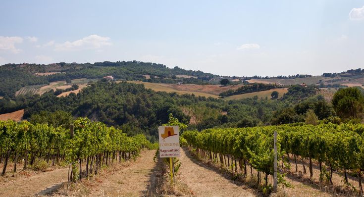 A vineyard stretching across the gentle hills of the Umbrian countryside, representing the region's winemaking tradition.