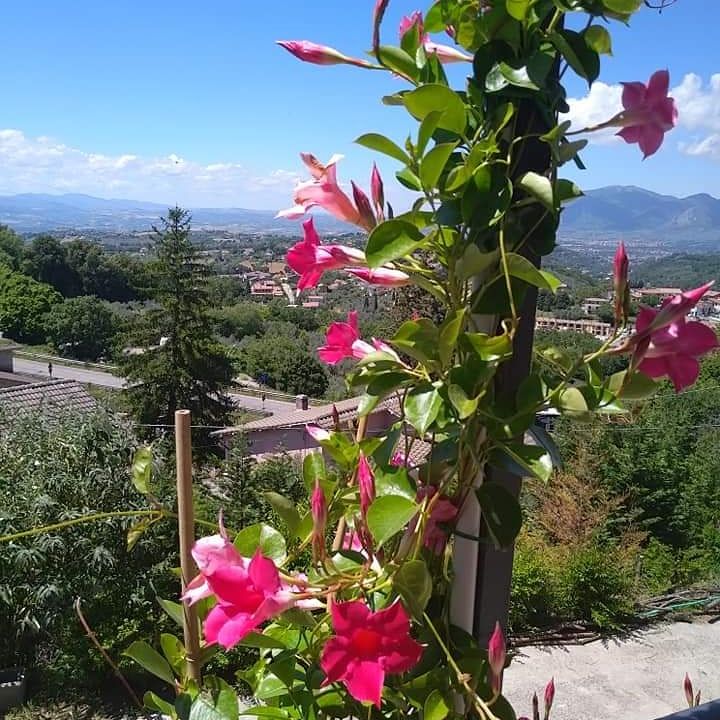 A vibrant floral panorama, perfect for enjoying a moment of tranquility in the greenery.