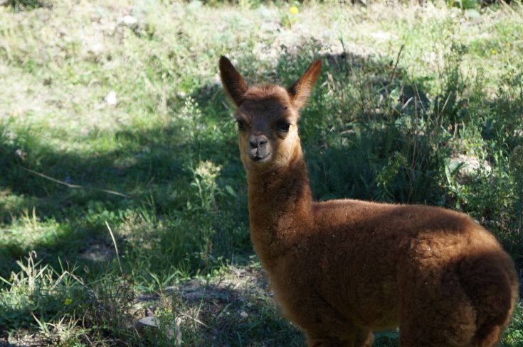 Un giovane alpaca si trova in un prato verdolato, rappresentando un'immagine serena della natura.