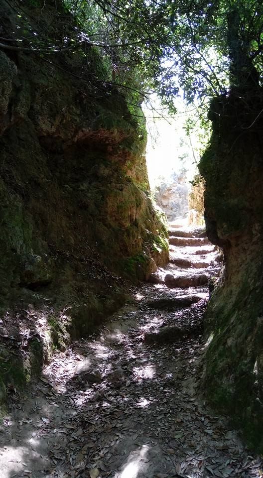 Un percorso sereno nella vegetazione, incorniciato dalla luce solare che filtra tra gli alberi.