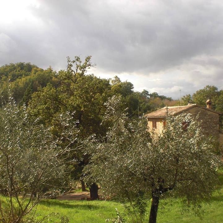 Une scène du B&B entouré d'arbres et d'oliviers, plongé dans la tranquillité de la nature ombrienne.