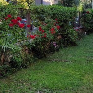 Giardino con piante verdi e diverse piante di rose rosse disposte con ordine.