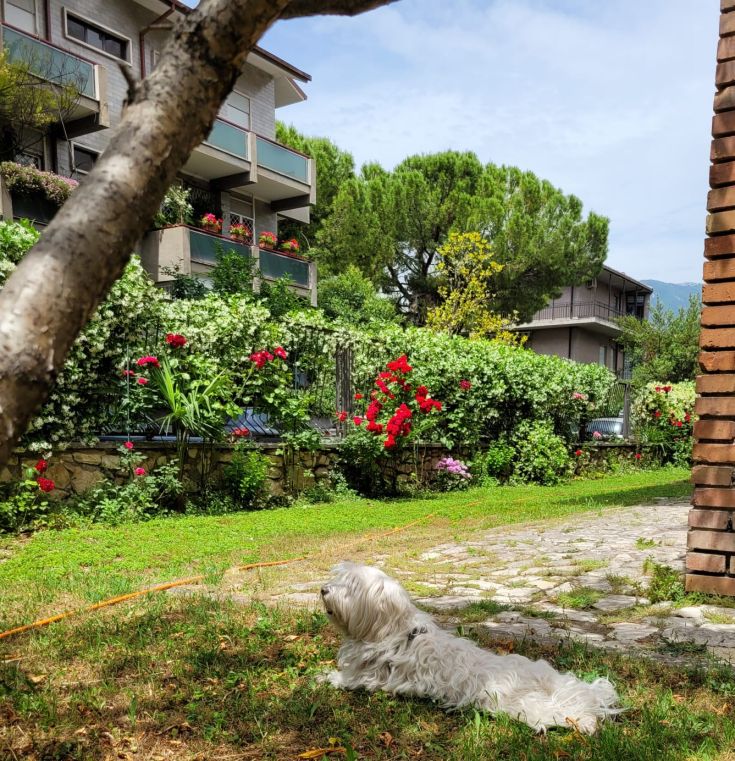 Un cane sdraiato in un giardino privato circondato da fiori variopinti e piante verdi.