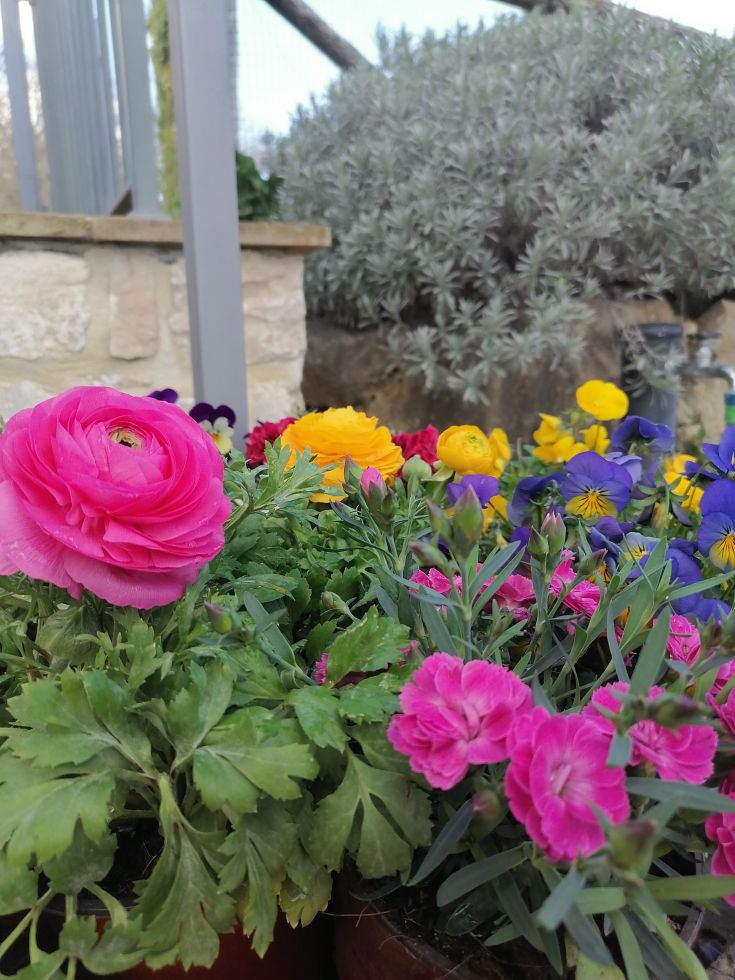 Un coin de jardin serein avec une variété de fleurs colorées.