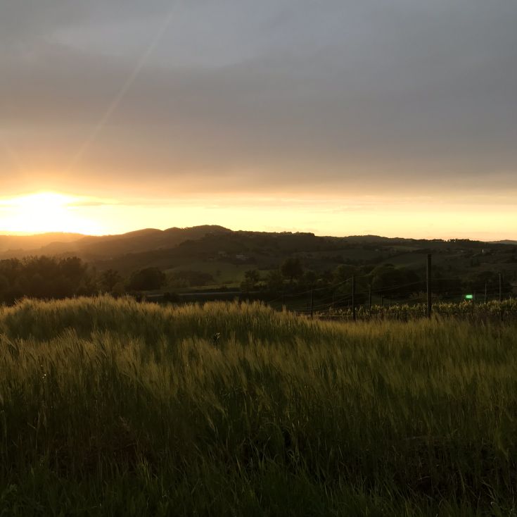 Il tramonto si riflette sulle dolci colline verdi, offrendo un panorama tranquillo e suggestivo.
