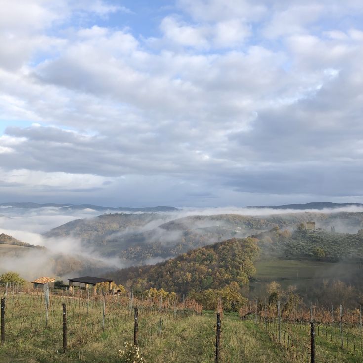 Panorama delle colline avvolte nella nebbia, con vigneti visibili nel paesaggio.