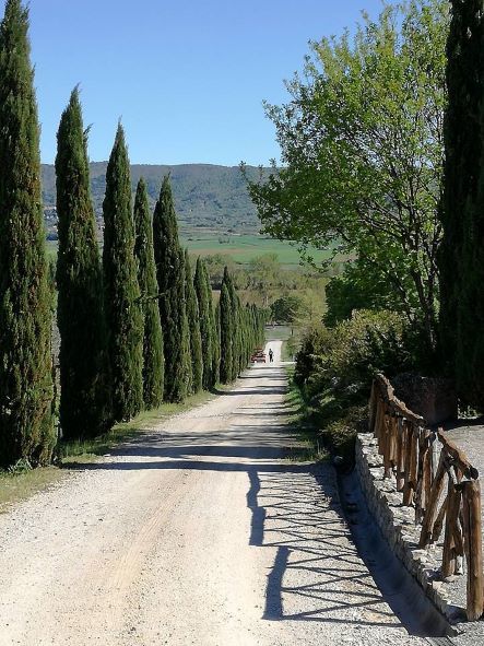 Un viale di cipressi che si estende lungo un percorso di campagna, circondato da vegetazione e un'atmosfera serena.