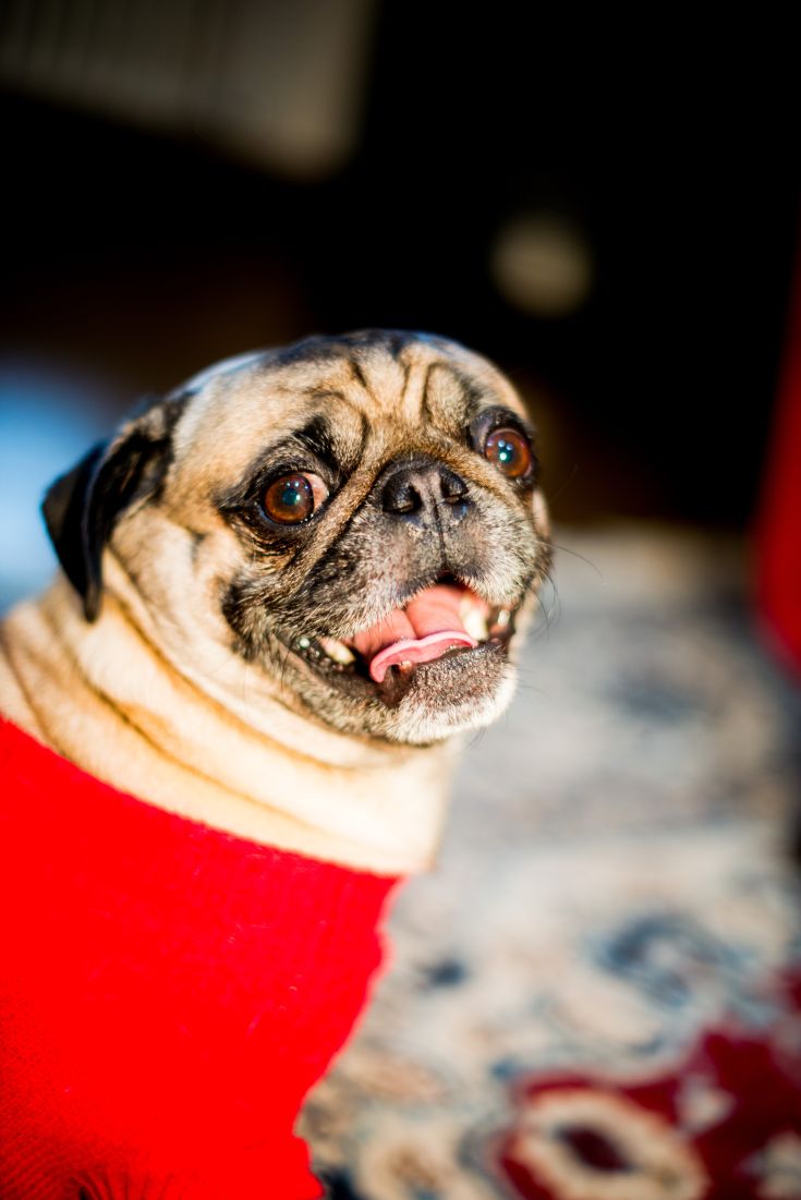 A French bulldog wearing a red sweater displays a joyful expression.
