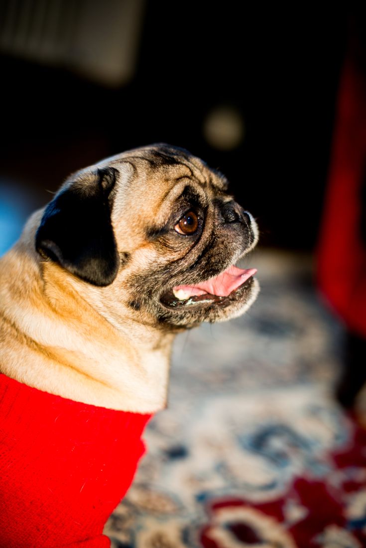 A smiling pug in a red sweater looks joyful while observing its surroundings.