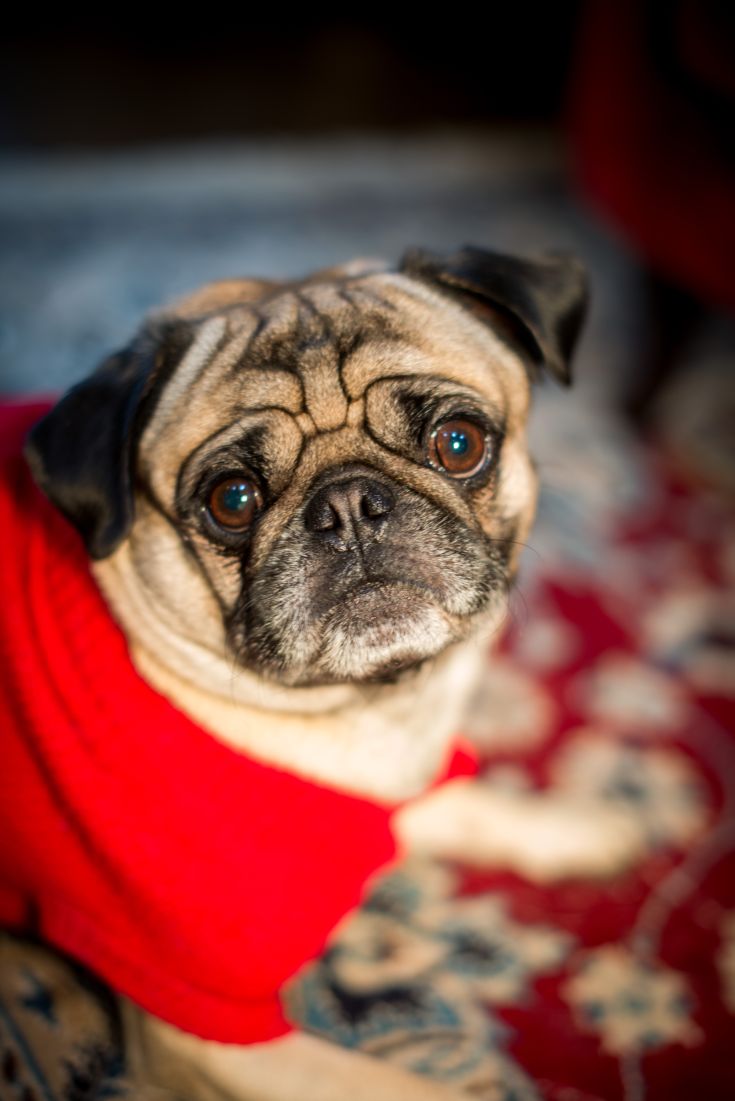 A pug in a warm red sweater, with an affectionate and curious expression.