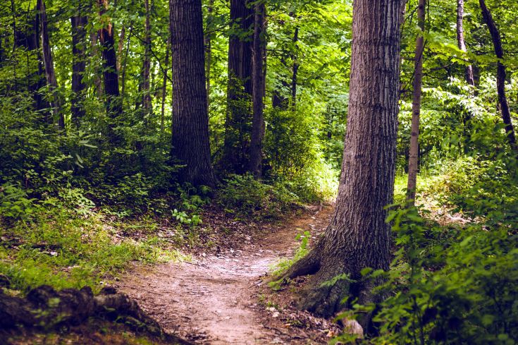 A path winding through a lush green forest, surrounded by trees and peaceful vegetation.