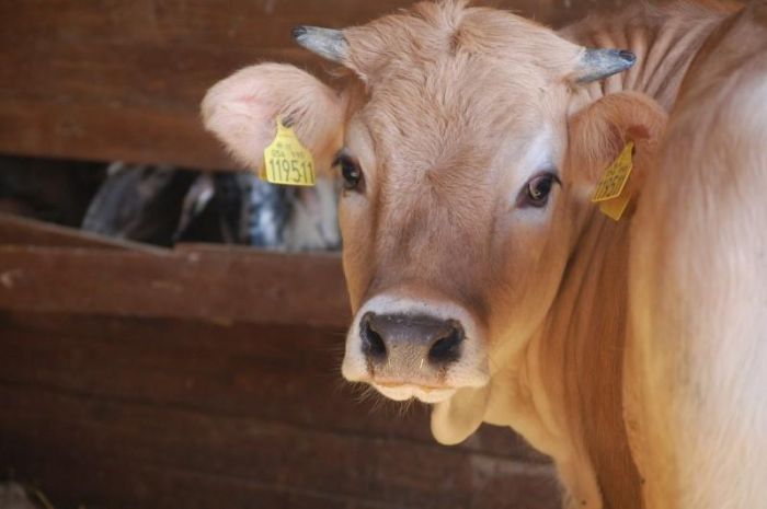 vitellino marrone e guarda la macchina fotografica 