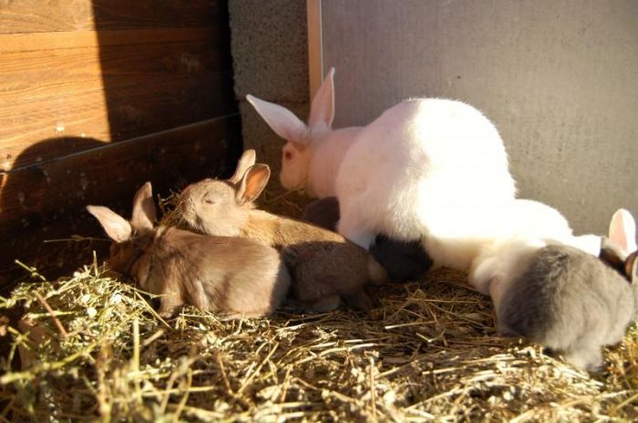 coniglietti bianche e marroni sopra il fieno