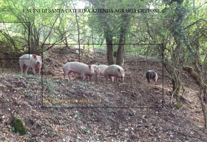maiali alla stato brado nel bosco