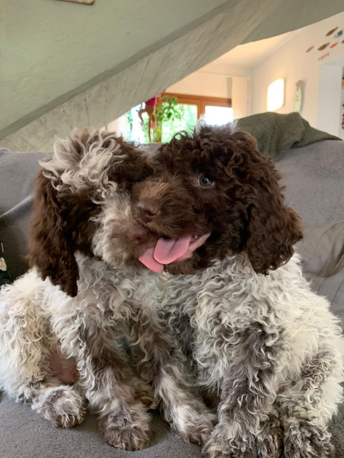 2 lagotti cuccioli l'uno accanto all'altro teneramente