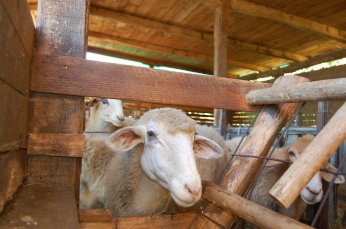 una pecora si sporge fuori dalla recinzione interna di legno 