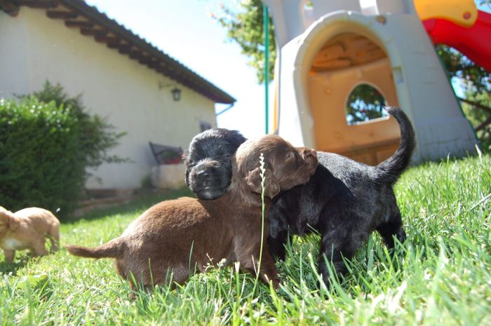 2 cuccioli di cane marrone e nero incrociano le testoline nel giardino di casa 